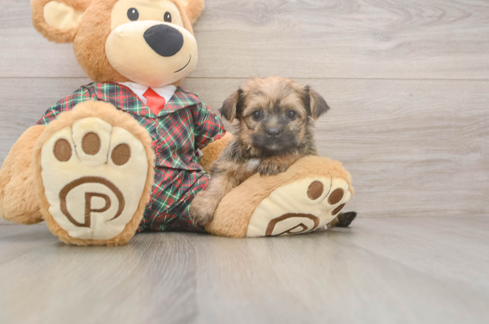 5 week old Shorkie Puppy For Sale - Pilesgrove Pups