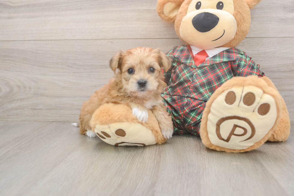 Shorkie Pup Being Cute