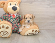 5 week old Shorkie Puppy For Sale - Pilesgrove Pups