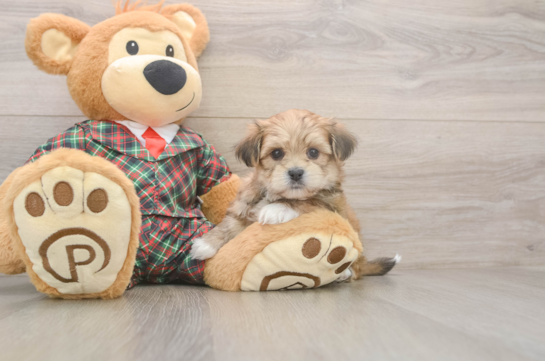 Friendly Shorkie Baby