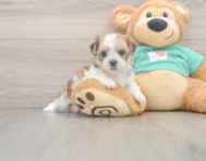 5 week old Shorkie Puppy For Sale - Pilesgrove Pups
