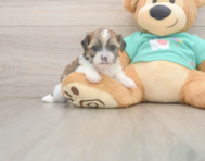 5 week old Shorkie Puppy For Sale - Pilesgrove Pups