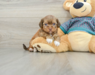 5 week old Shorkie Puppy For Sale - Pilesgrove Pups