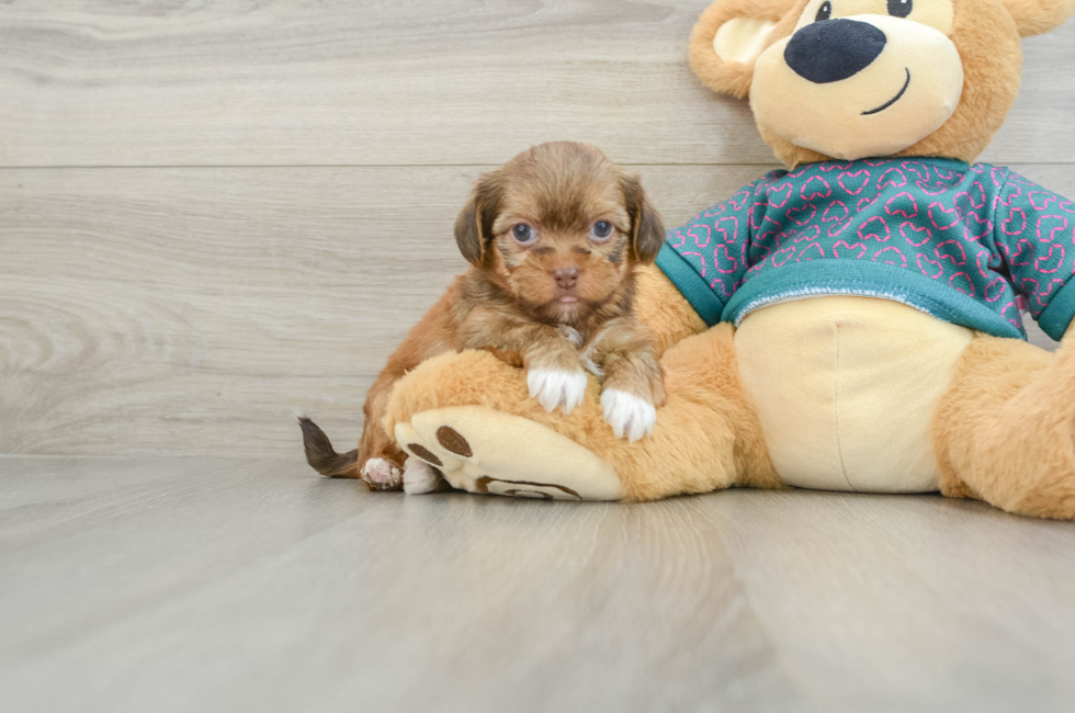 5 week old Shorkie Puppy For Sale - Pilesgrove Pups