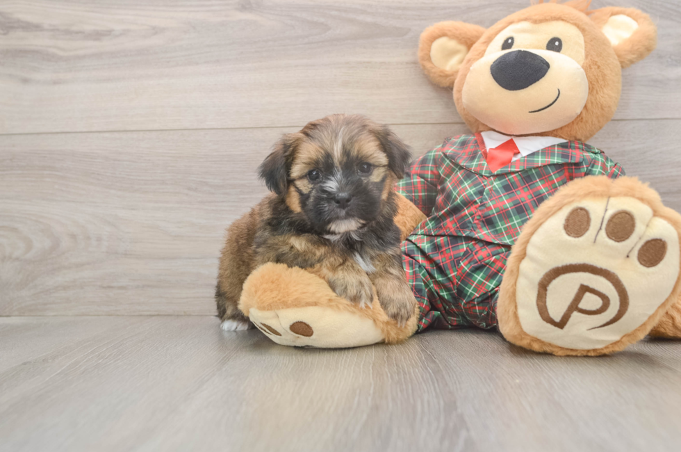 5 week old Shorkie Puppy For Sale - Pilesgrove Pups