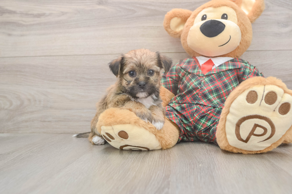 5 week old Shorkie Puppy For Sale - Pilesgrove Pups