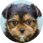 Shorkie Puppy For Sale - Pilesgrove Pups Shorkie Puppy For Sale - Pilesgrove Pups