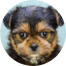 Shorkie Puppies For Sale - Pilesgrove Pups Shorkie Puppies For Sale - Pilesgrove Pups