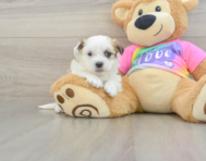 6 week old Teddy Bear Puppy For Sale - Pilesgrove Pups