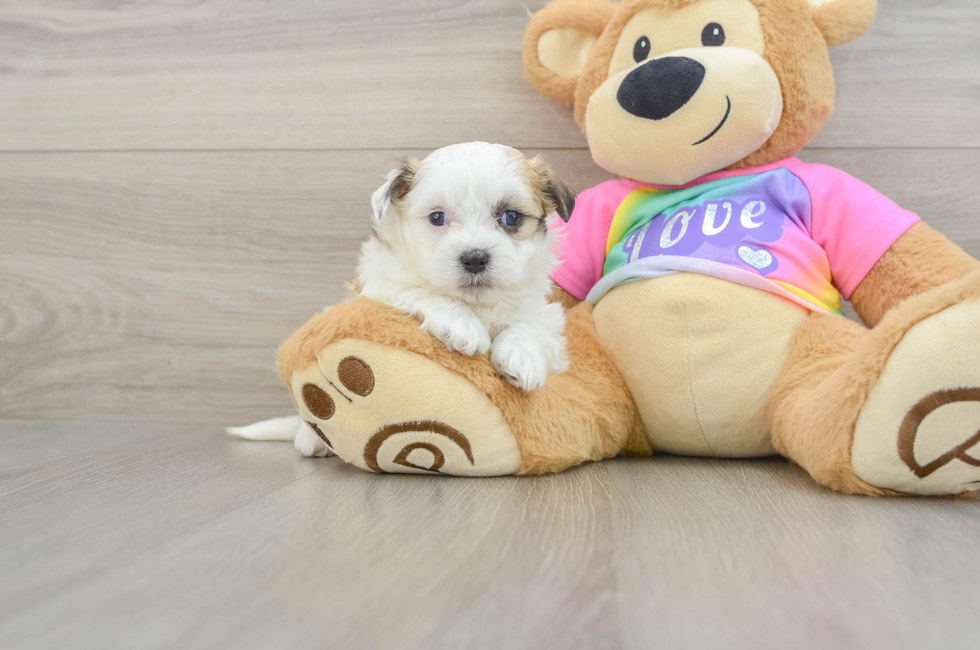 5 week old Teddy Bear Puppy For Sale - Pilesgrove Pups