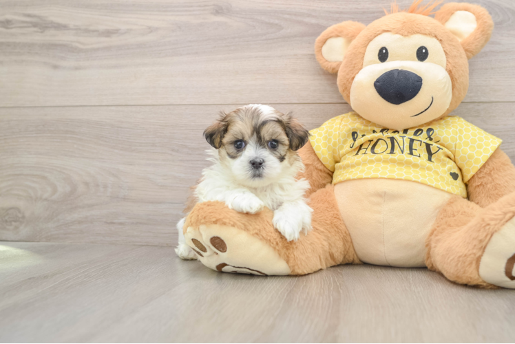 Best Teddy Bear Baby