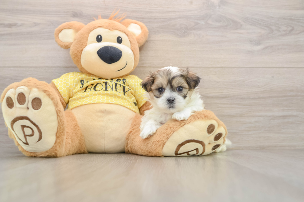 Teddy Bear Pup Being Cute