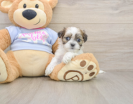 7 week old Teddy Bear Puppy For Sale - Pilesgrove Pups