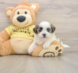 6 week old Teddy Bear Puppy For Sale - Pilesgrove Pups