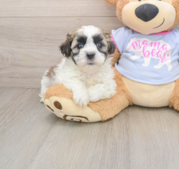 6 week old Teddy Bear Puppy For Sale - Pilesgrove Pups