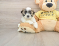 7 week old Teddy Bear Puppy For Sale - Pilesgrove Pups
