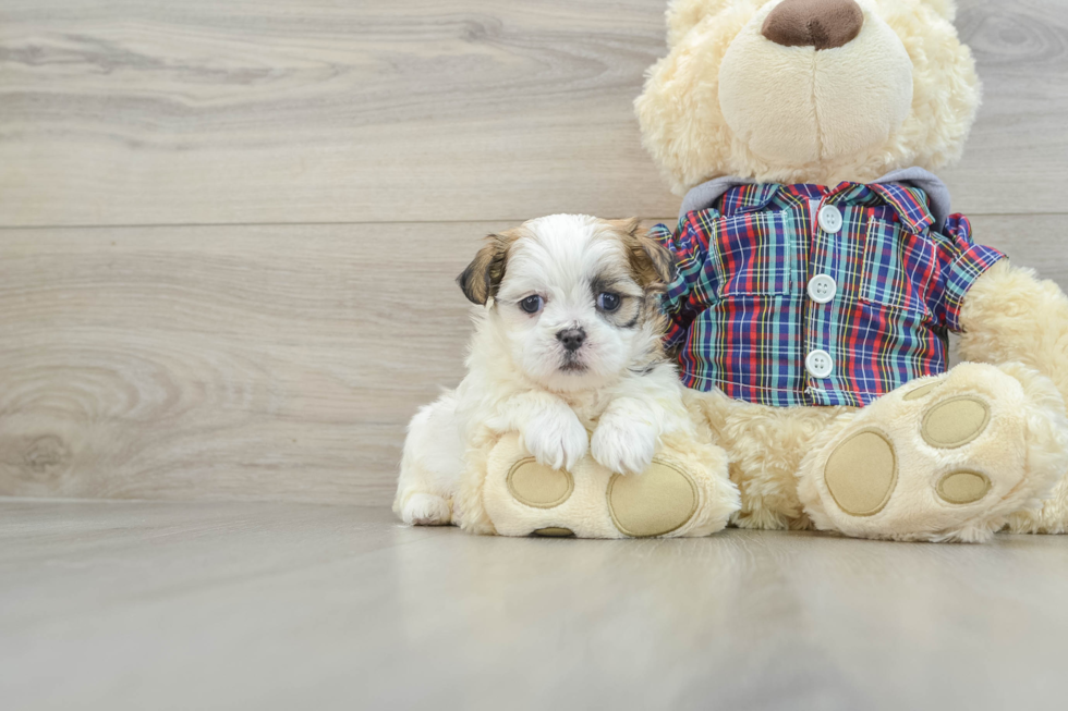 Funny Teddy Bear Designer Pup