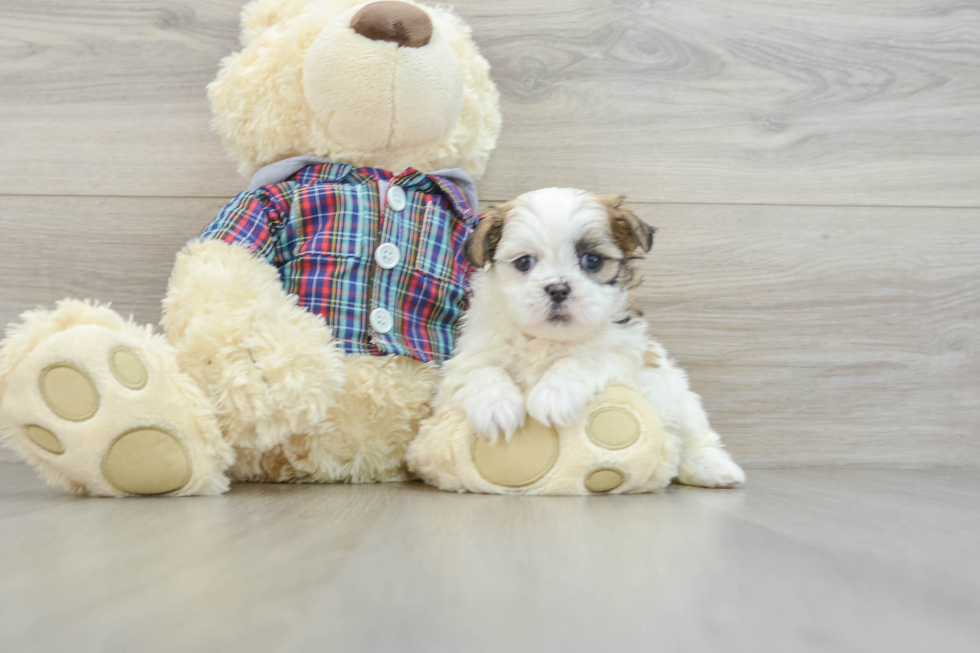 Smart Teddy Bear Designer Pup