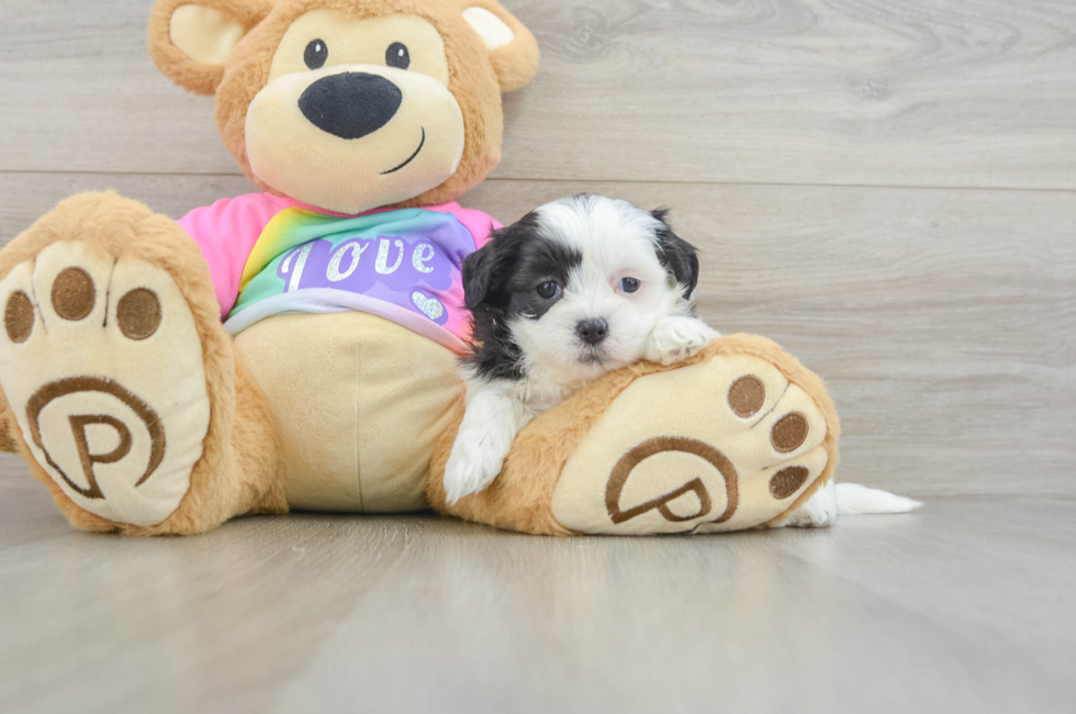 5 week old Teddy Bear Puppy For Sale - Pilesgrove Pups