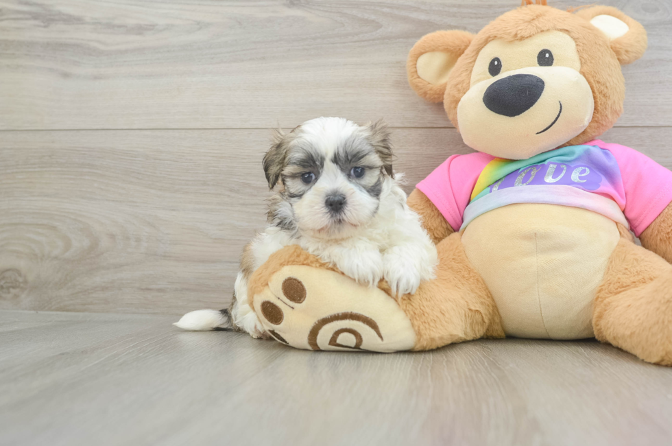 5 week old Teddy Bear Puppy For Sale - Pilesgrove Pups
