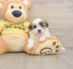 6 week old Teddy Bear Puppy For Sale - Pilesgrove Pups