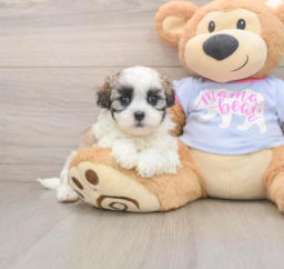 6 week old Teddy Bear Puppy For Sale - Pilesgrove Pups