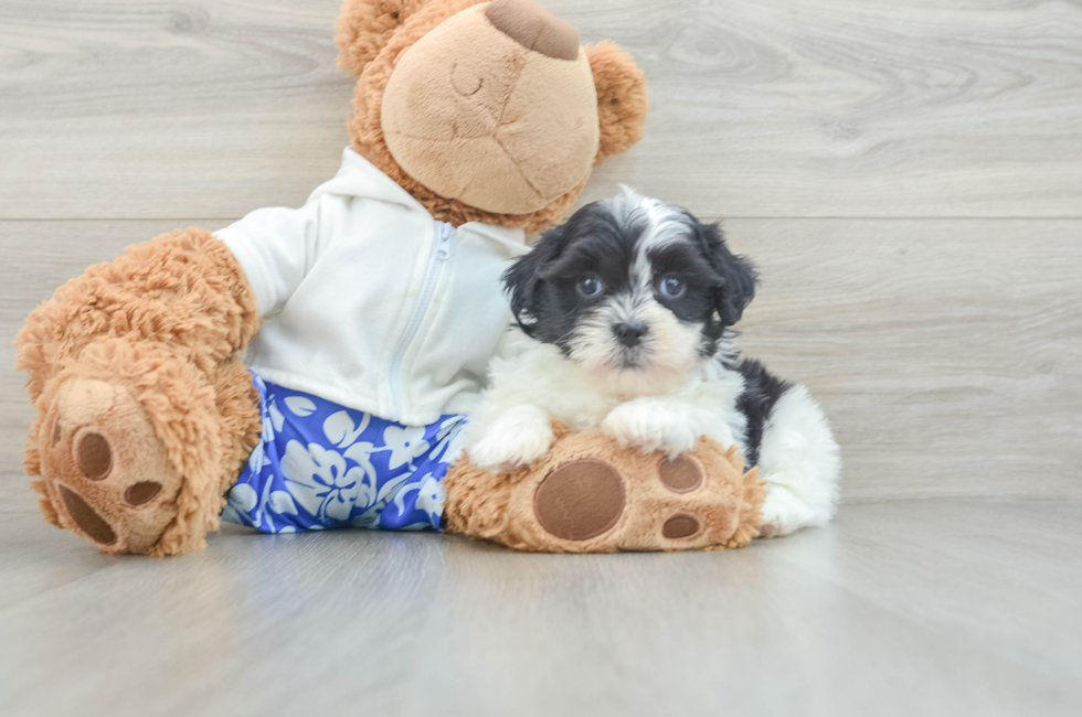 6 week old Teddy Bear Puppy For Sale - Pilesgrove Pups