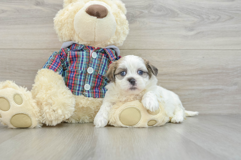 6 week old Teddy Bear Puppy For Sale - Pilesgrove Pups