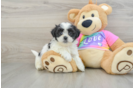 Teddy Bear Puppy for Adoption