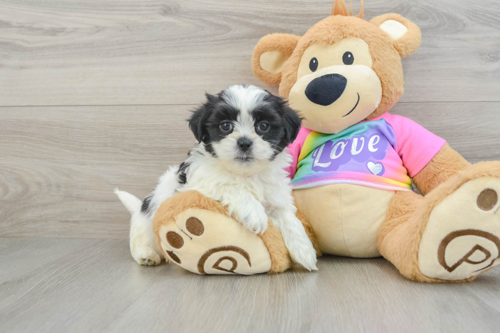 Teddy Bear Puppy for Adoption