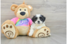 Teddy Bear Puppy for Adoption