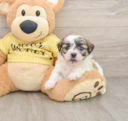 6 week old Teddy Bear Puppy For Sale - Pilesgrove Pups