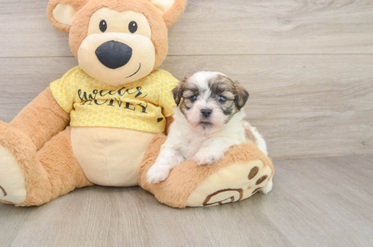 Teddy Bear Puppy for Adoption