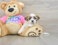 7 week old Teddy Bear Puppy For Sale - Pilesgrove Pups