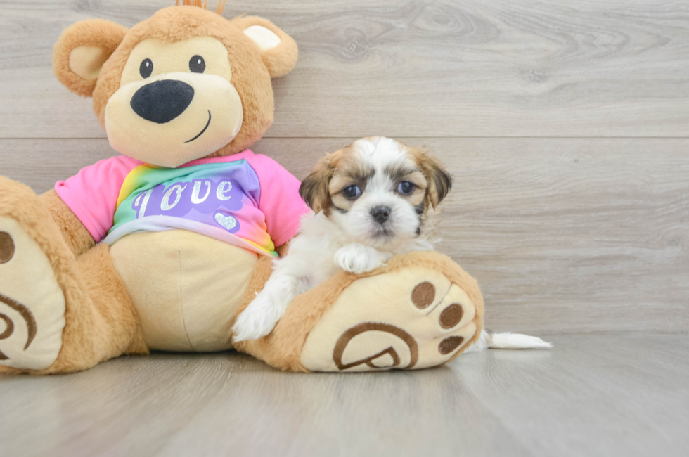 6 week old Teddy Bear Puppy For Sale - Pilesgrove Pups