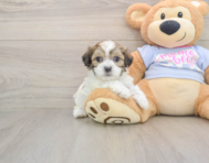 8 week old Teddy Bear Puppy For Sale - Pilesgrove Pups