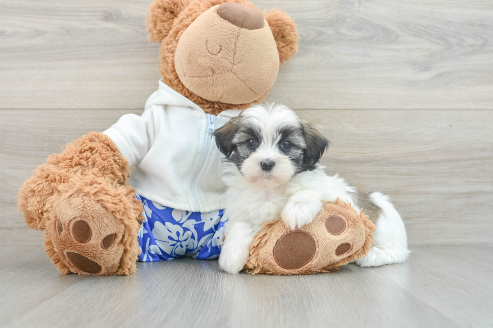 Teddy Bear Pup Being Cute