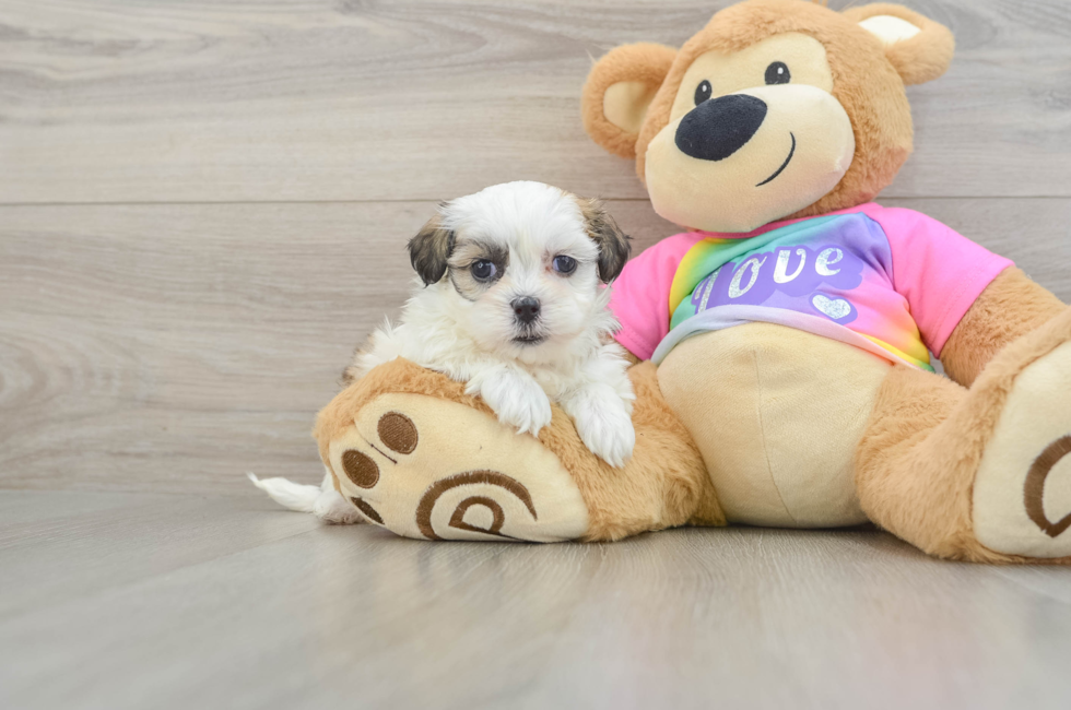 6 week old Teddy Bear Puppy For Sale - Pilesgrove Pups