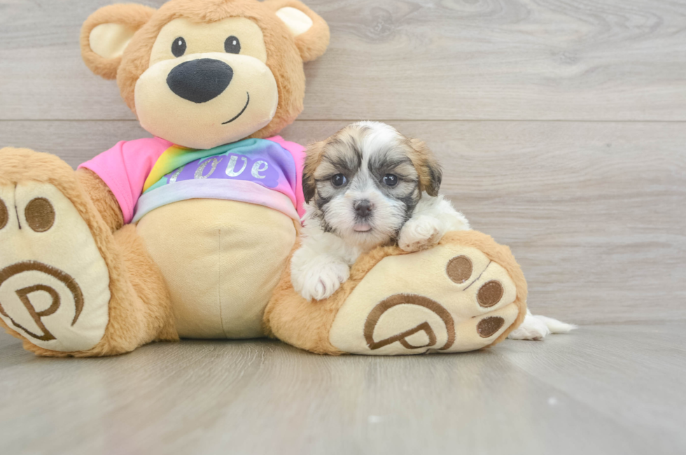 5 week old Teddy Bear Puppy For Sale - Pilesgrove Pups