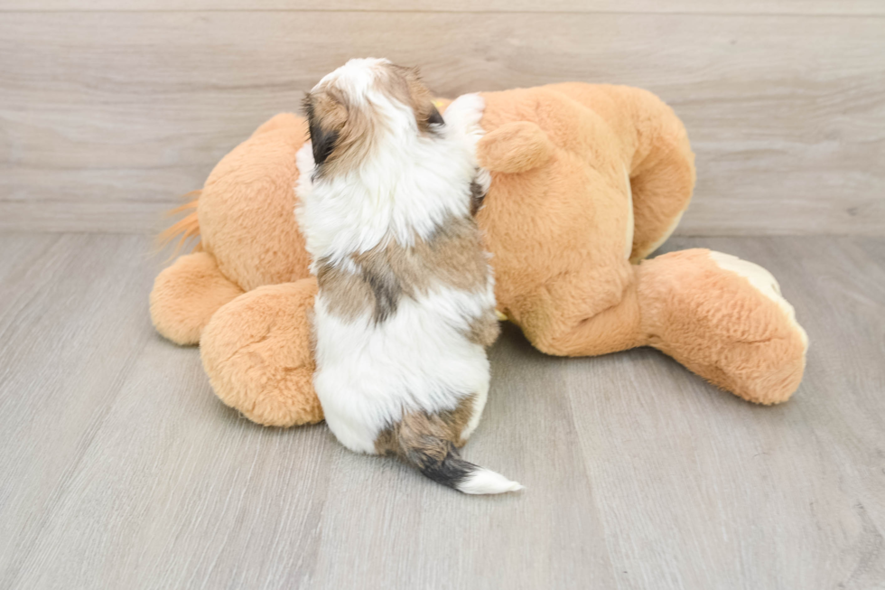 Adorable Shitzu Designer Puppy