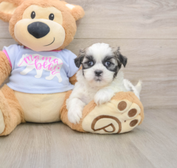 7 week old Teddy Bear Puppy For Sale - Pilesgrove Pups