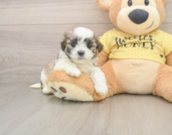 8 week old Teddy Bear Puppy For Sale - Pilesgrove Pups