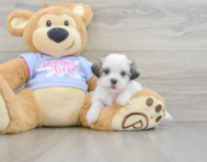 7 week old Teddy Bear Puppy For Sale - Pilesgrove Pups