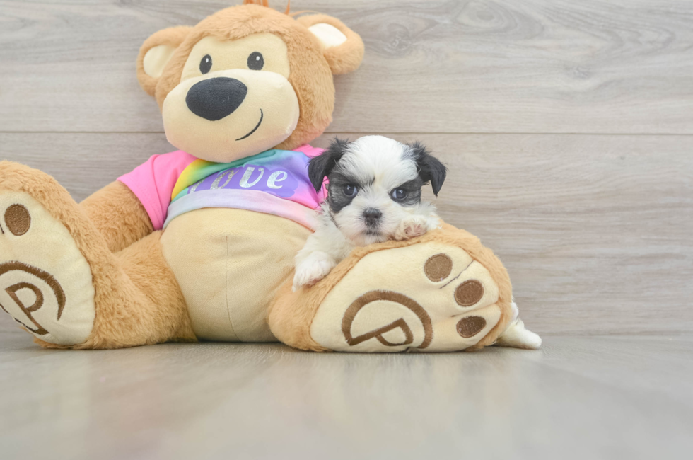 5 week old Teddy Bear Puppy For Sale - Pilesgrove Pups