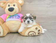 7 week old Teddy Bear Puppy For Sale - Pilesgrove Pups
