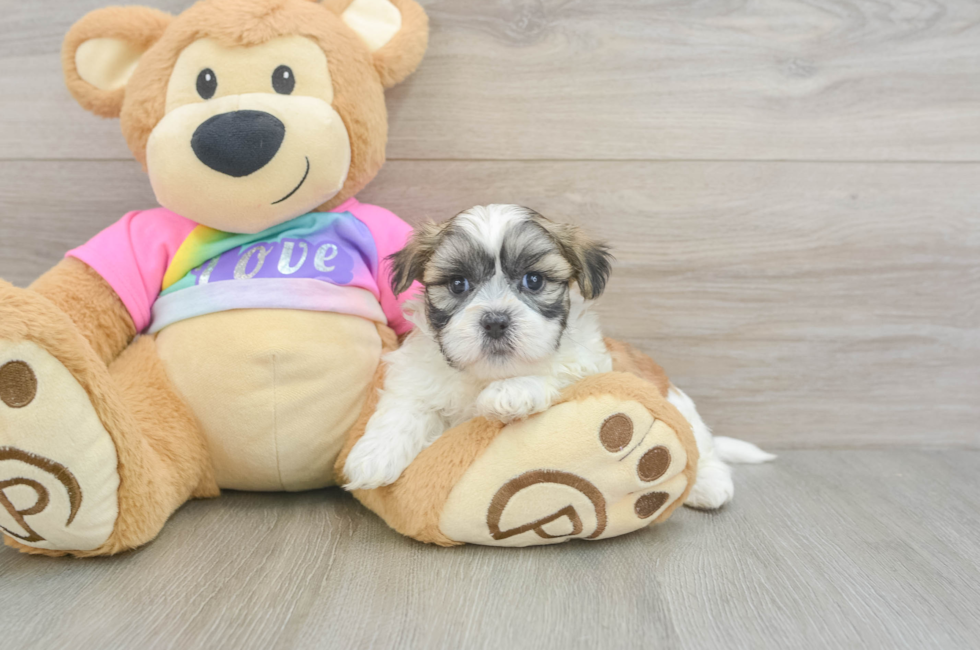 5 week old Teddy Bear Puppy For Sale - Pilesgrove Pups