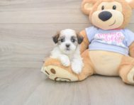 8 week old Teddy Bear Puppy For Sale - Pilesgrove Pups