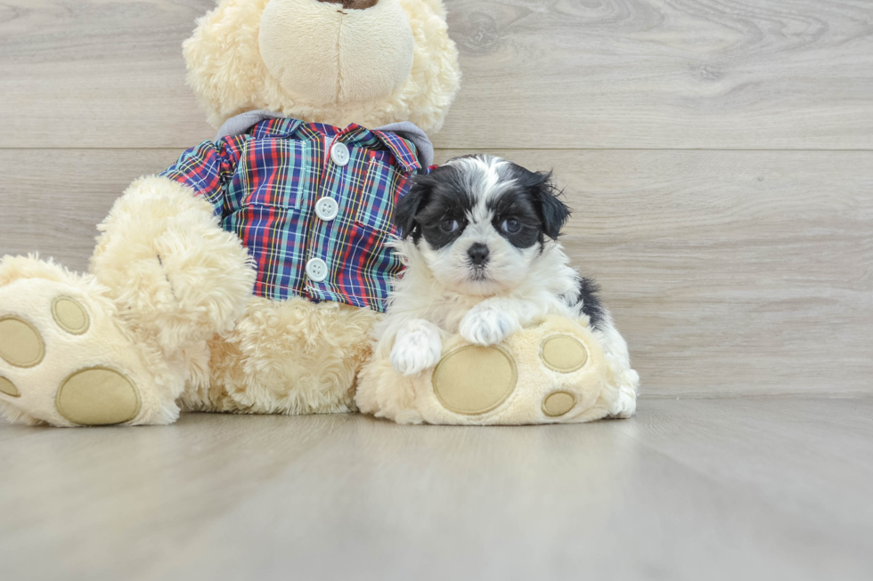 Friendly Teddy Bear Baby