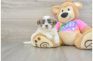 Teddy Bear Puppy for Adoption