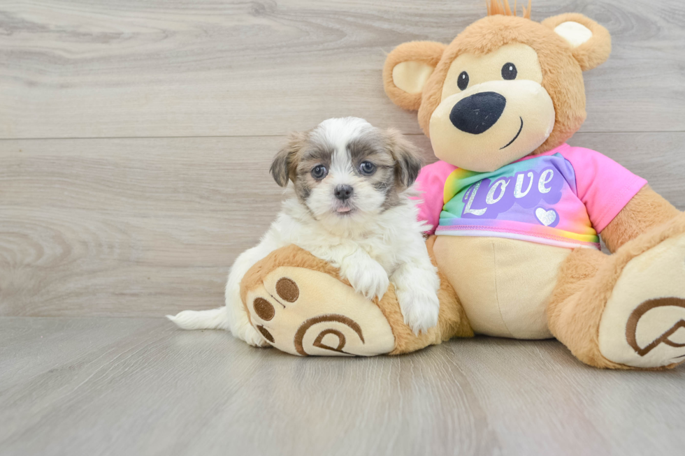 Teddy Bear Puppy for Adoption